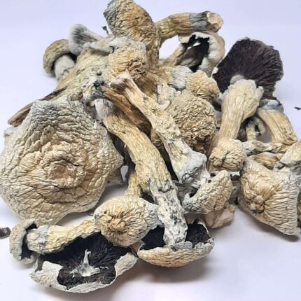 AAAA Blue Magnolia Rust Magic Mushrooms