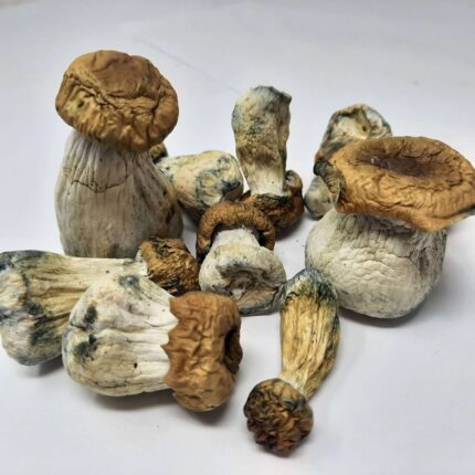 AAAA Avalanche Magic Mushrooms