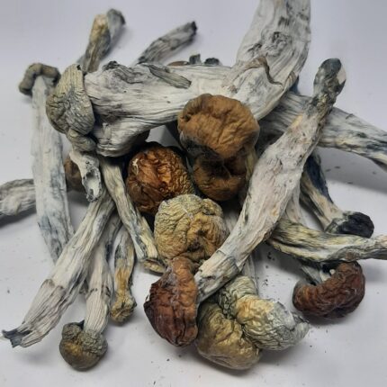 AAAA Golden Teachers Magic Mushrooms