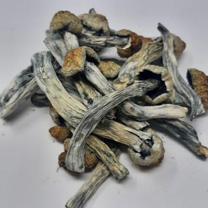AAAA Golden Emperor Magic Mushrooms