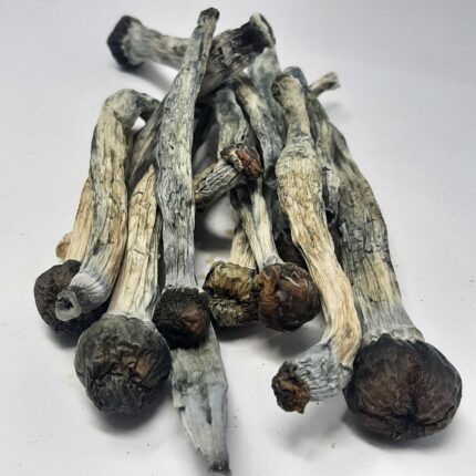 AAAA Creeper Magic Mushrooms