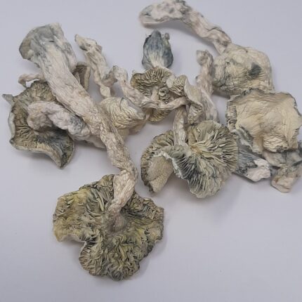 AAAA Fiji Albino Magic Mushrooms