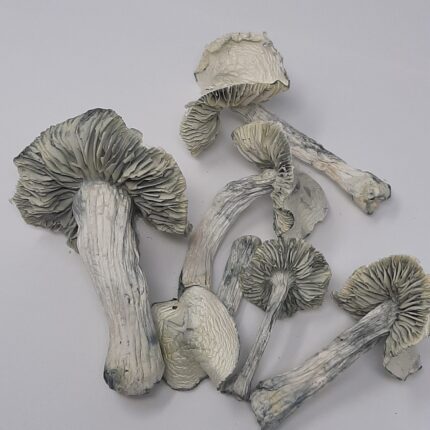 AAAA Ghost Magic Mushrooms