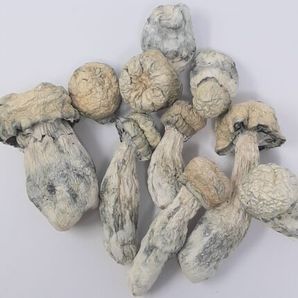 AAAA White Rabbit Magic Mushrooms