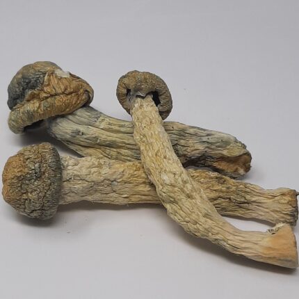 AAAA Yeti Magic Mushrooms