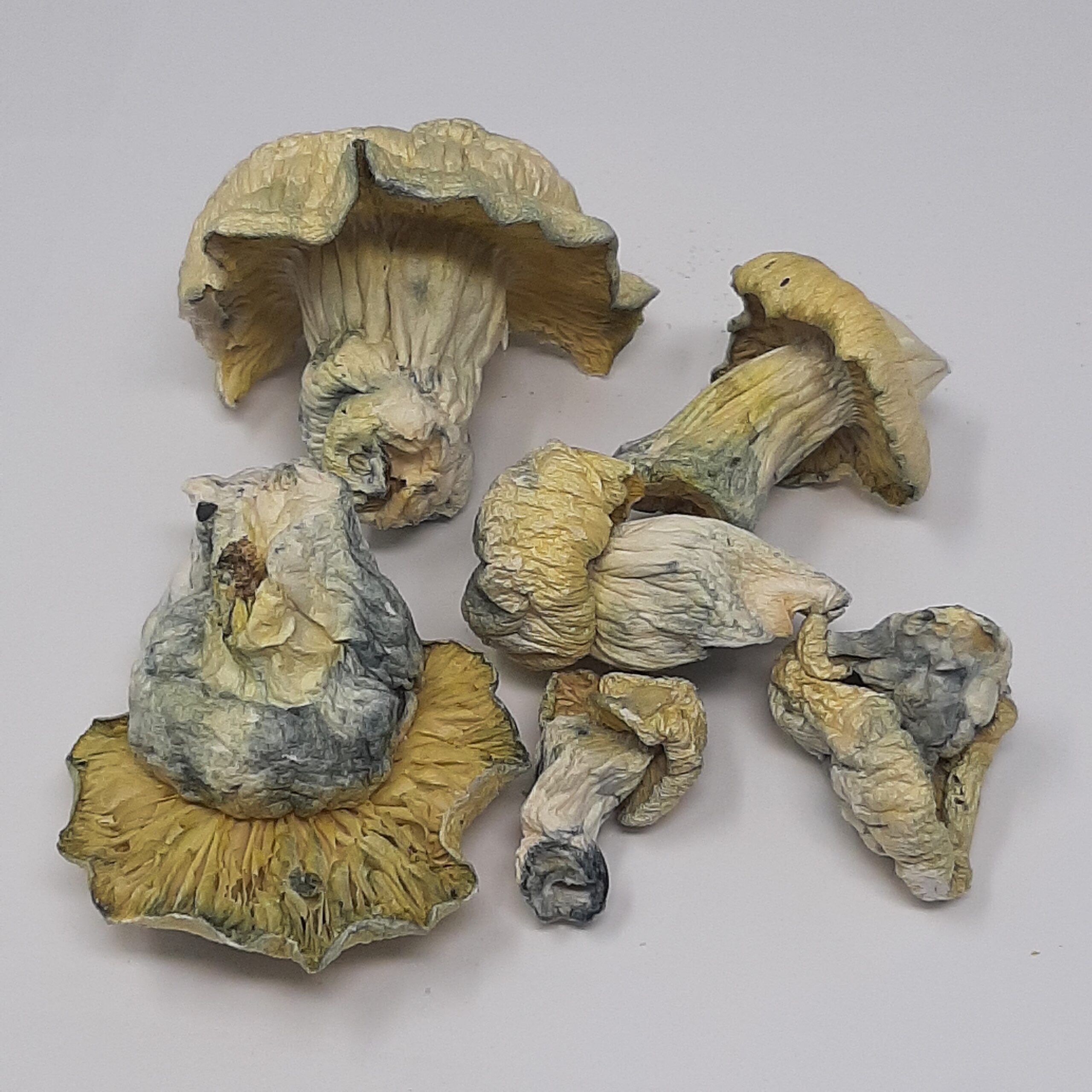AAAA Albino Thai Lipa Magic Mushrooms