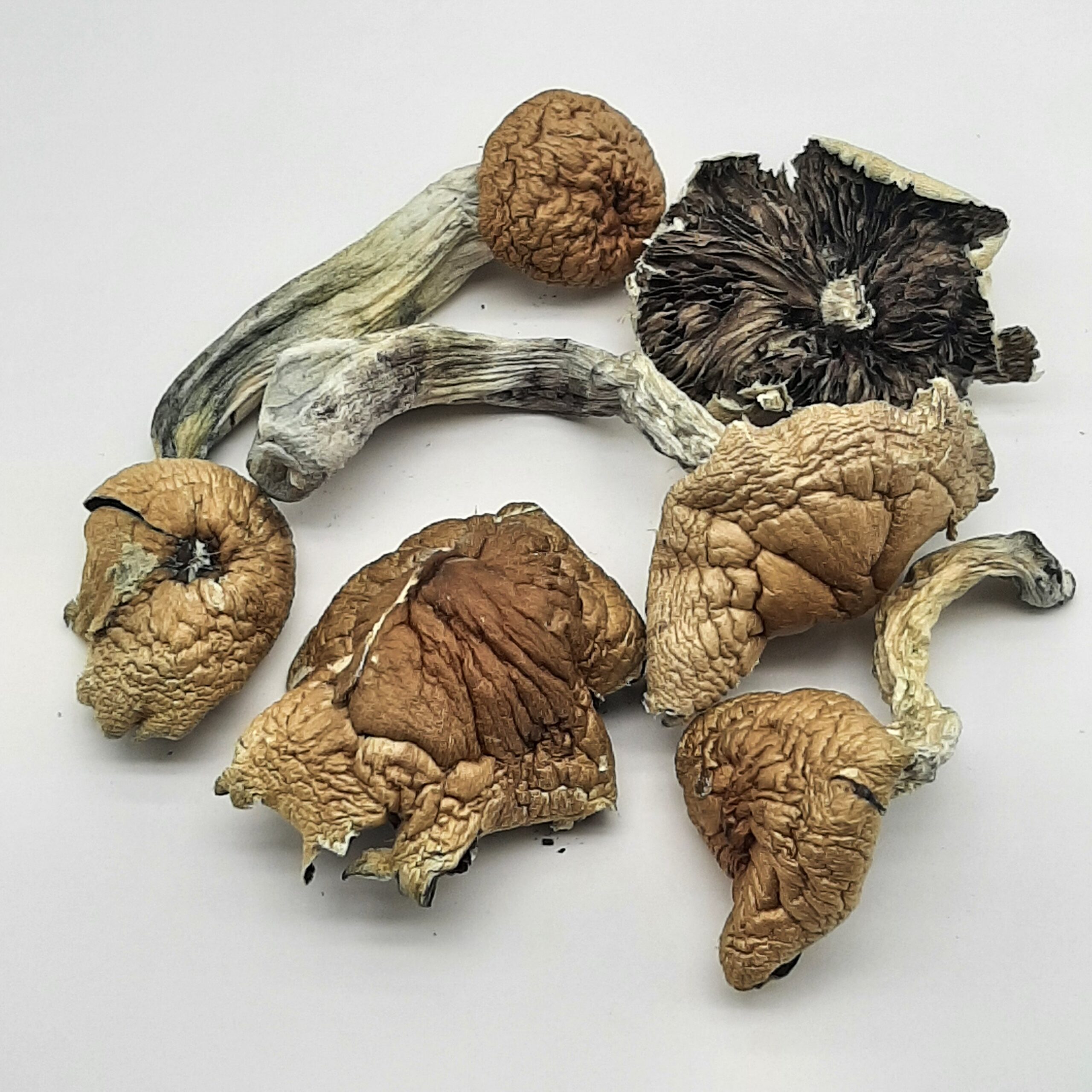 20261014_095719 AAAA Teonanacatl Magic Mushrooms - Image 1